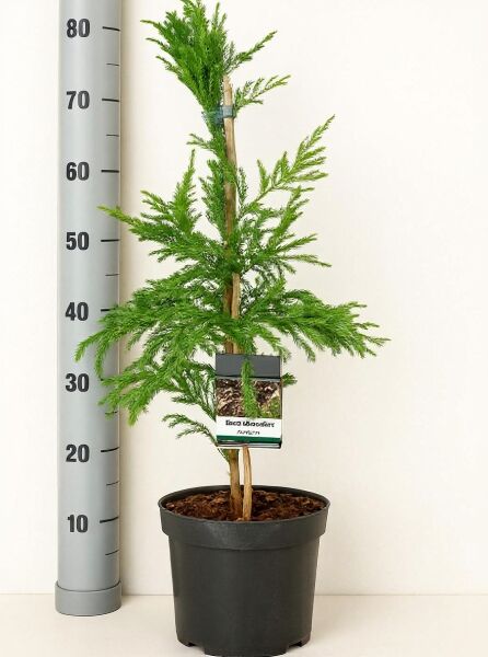 Cryptomeria japonica 'Cristata' / Hahnenkamm-Sicheltanne 'Cristata', 40–50 cm, im C3-Topf, auf Stab gebunden.