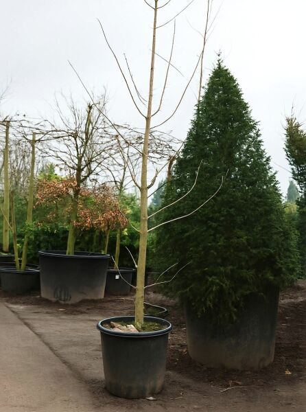 Ginkgo biloba (Ginkgobaum/Fächerblattbaum) Heister 14-16 STU C90, junger Baum ohne Laub im Pflanzcontainer.