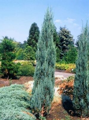 Blauer Raketen-Wacholder - Juniperus scopulorum 'Blue Arrow' - Baumschule  NewGarden