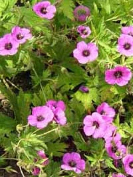 Schwarzäugiger Storchschnabel  / Geranium psilostemon