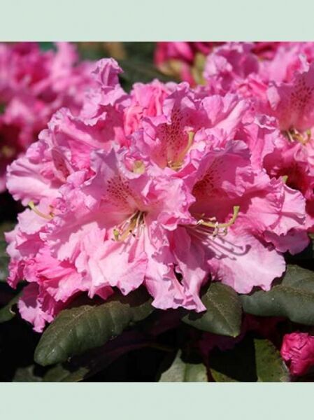 Rhododendron williamsianum 'Rodrigo' / Rhododendron 'Rodrigo'