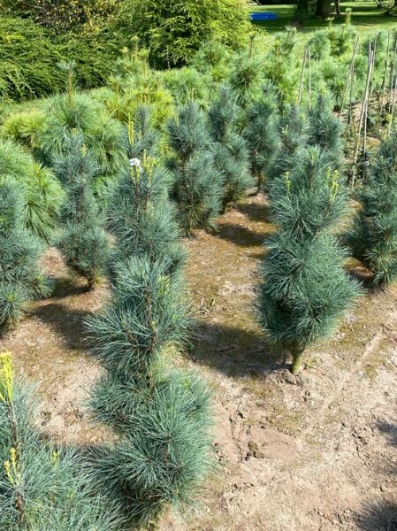 Pinus strobus 'Stowe Pillar' / Weymouths-Kiefer 'Stowe Pillar', 80-100 cm, mehrtriebige Jungpflanzen mit blaugrünen Nadeln.