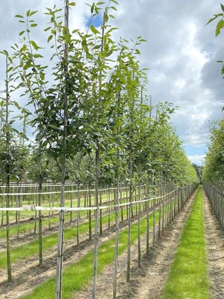 Baum-Felsenbirne 'Robin Hill' (Amelanchier arborea) Hochstamm 8-10 StU mit Ballen, aufgebunden in Baumschulreihe