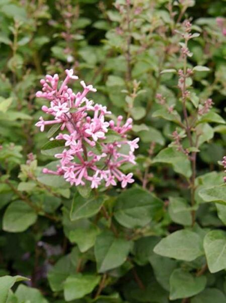 Zwerggartenflieder 'Pink Perfume ®' / Syringa 'Pink Perfume ®'