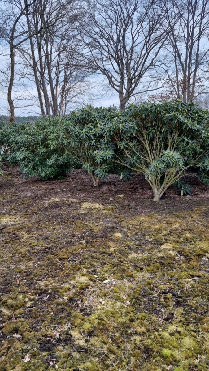 schlanke thuja Thuja Smaragd kaufen – schmale Hecke
