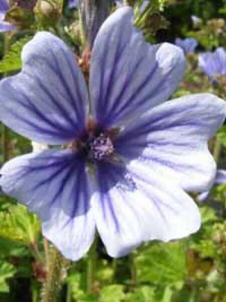 GartenMalve 'Marina' / Malva sylvestris 'Marina' kaufen