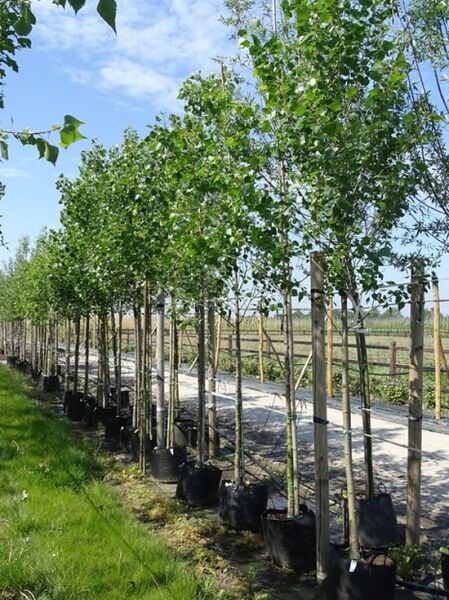 Populus canadensis 'Robusta' (Kanadische Holz-Pappel) Hochstamm 12-14 StU im Container, schlanker Stamm mit grüner Krone entlang einer Reihe