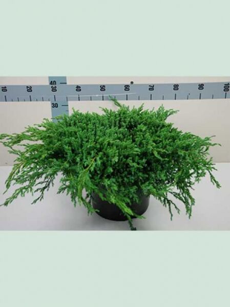 Zwerg-Kriech-Wacholder 'Blue Carpet' / Zwerg-Kriech-Wacholder 'Blue Carpet'