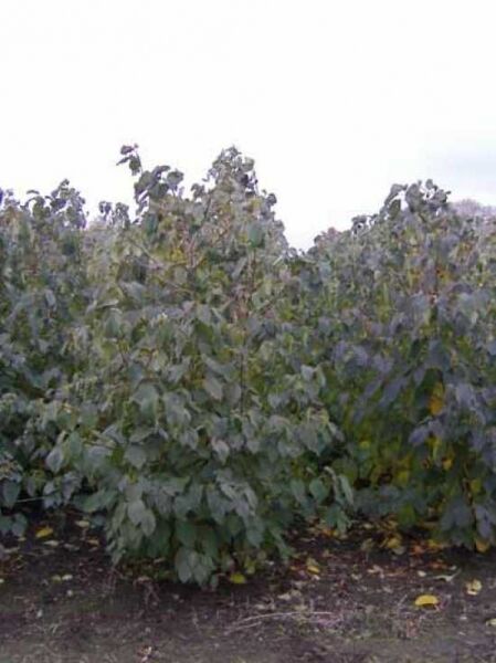 Taschentuchbaum / Aufwiedersehenbaum / Taubenbaum / Taschentuchbaum / Aufwiedersehenbaum / Taubenbaum