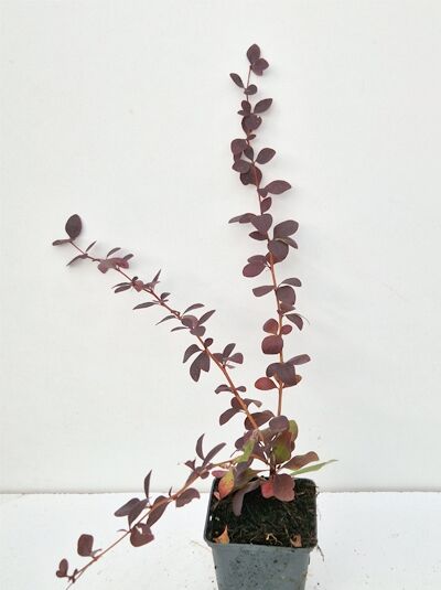 Berberitze Berberis thunbergii 'Red Chief', 15-20 cm P9, Jungpflanze im Topf mit rotbraunen Blättern und aufrechten Trieben