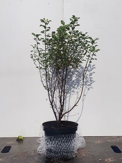 Pittosporum tenuifolium (Schmalblättriger Klebsame) 30-40 cm C3, mehrtriebiger Strauch im Topf mit grünem Laub