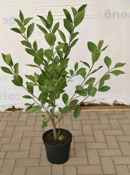 Aronia arbutifolia 'Brilliant' (Apfelbeere 'Brilliant') 60–80 cm C3, junger Strauch im Topf mit grünen Blättern.