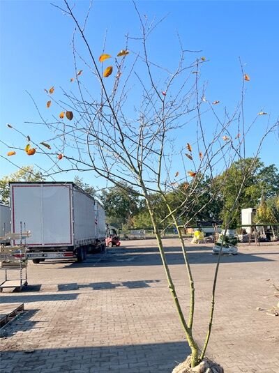 Kupfer-Felsenbirne 200 - 250 cm Schirmform / Amelanchier lamarckii (1577365)
