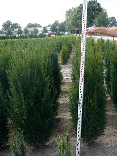 Taxus media 'Rising Star', männliche Bechereibe 'Rising Star' 125-150 cm m. Db., Solitär, aufrecht wachsend im Feldbestand