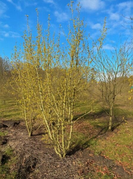 Kornelkirsche Cornus mas 'Golden Glory', Solitär 300–350 cm mit Drahtballen, mehrstämmiger Strauch mit gelben Blüten.