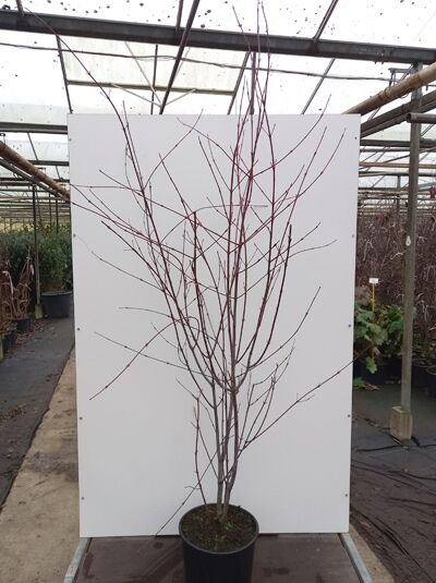 Acer capillipes (Rotstieliger Schlangenhaut-Ahorn) im Container C20, 175–200 cm, mehrtriebiger Baum mit roten Ruten und Knospen.