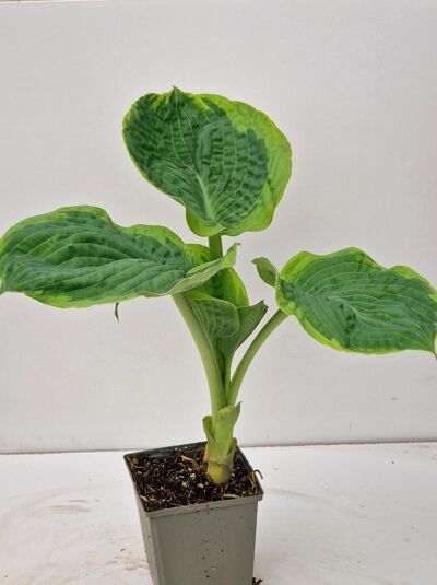 Blaue Gelbrand-Funkie 'France Williams' / Blaue Gelbrand-Funkie 'France Williams'