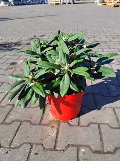 Rhododendron yakushimanum 'INKARHO Anuschka' / Rhododendron 'INKARHO Anuschka' 30-40 cm (breit) C5 im Topf mit grünen Blättern