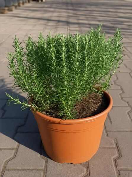 Rosmarinus officinalis (Rosmarin) 20-30 cm C3 im Topf, buschiger Kräuterstrauch mit schmalen, nadelartigen Blättern