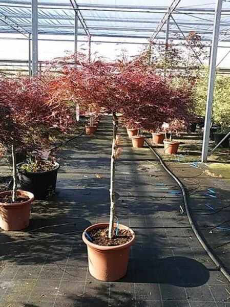 Japanischer Ahorn (Acer palmatum) 'Dissectum Garnet' auf Stamm, dunkelroter Schlitz-Ahorn im Pflanztopf C12, Stammhöhe 80 cm