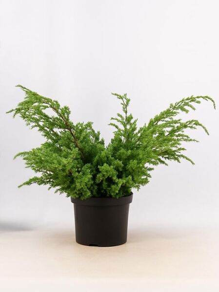 Strauch-Wacholder Juniperus chinensis 'Blue Alps' im Pflanztopf, 40–50 cm, C5, buschiger Wuchs mit nadeligen Trieben.