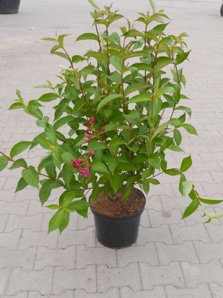 Weigela 'Bristol Ruby' / Weigelie 'Bristol Ruby' 60-80 cm C10, grüner Strauch im Topf mit pinken Blütenknospen und Blüten.