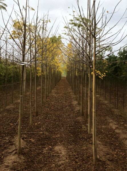 Juglans nigra / Schwarznuss Hochstamm 12-14 StU m. Db., Reihe junger Bäume mit geradem Stamm und Verzweigung
