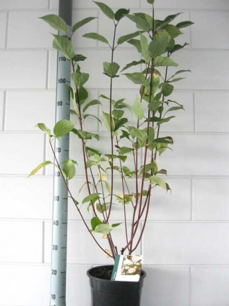 Cornus alba 'Kesselringii' / Schwarzrindiger Hartriegel 'Kesselringii', 60–80 cm, im C4-Topf mit grünen Blättern und rötlichen Trieben.