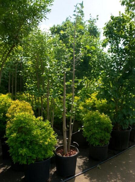Mehrstämmiger Ginkgo biloba (Ginkgobaum/Fächerblattbaum) 250–300 cm im Container C50, junge Triebe mit fächerförmigen Blättern.
