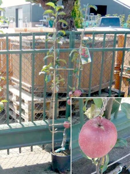 Malus 'Gloster' / Spalierobst 'Gloster' U-Form, junger Apfelbaum im Topf mit Frucht und Leitgerüst am Stamm
