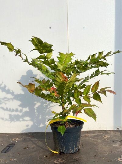 Mahonia bealei (Schmuckblatt-Mahonie) 40-60 cm C4, Topfpflanze mit grünem, gezähntem Laub und rötlichen Trieben