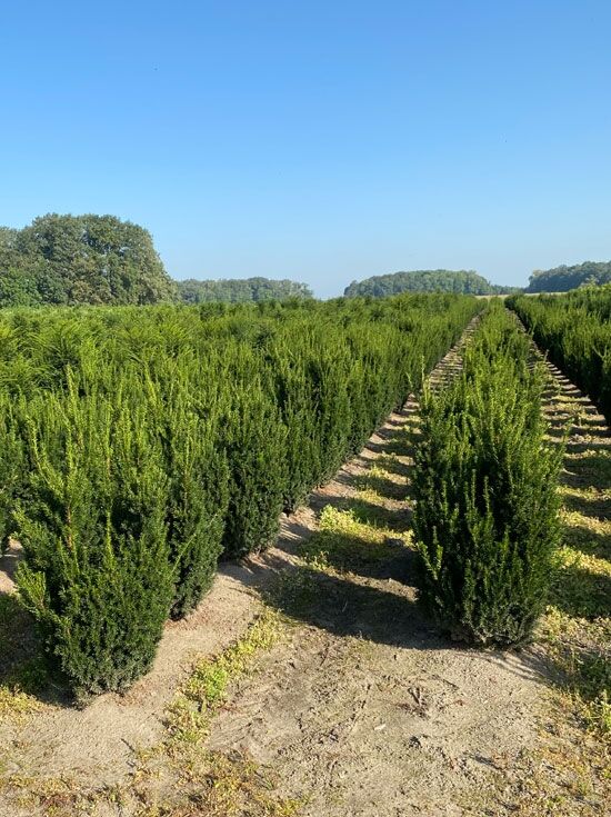 männliche BecherEibe 'Hillii / Taxus media 'Hillii' kaufen