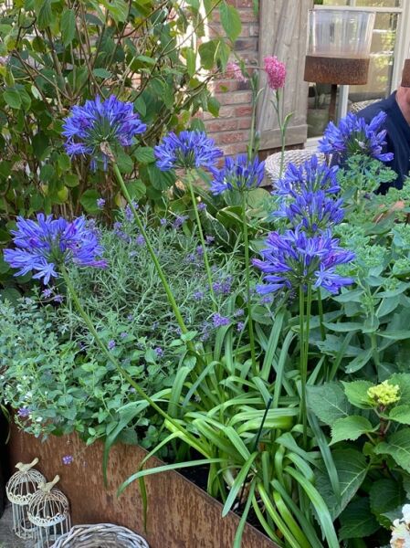 Laubabwerfende Schmucklilie &#039;Headbourne Hybriden&#039; / Agapanthus africanus &#039;Headbourne Hybriden&#039;