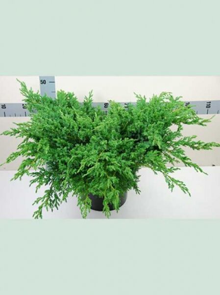 Juniperus squamata 'Blue Swede' / Zwerg-Wacholder 'Blue Swede', 50–60 cm breit, im Container C12, flach wachsendes Nadelgehölz