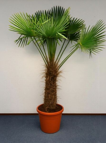 Trachycarpus wagnerianus / Wagners Hanfpalme mit 110 cm Stamm im Topf, C130, fächerförmige grüne Wedel