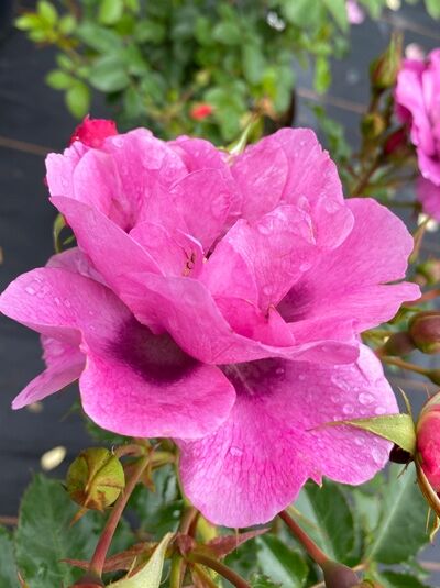 Rosa 'Orienta'® 'Djamila' – Strauchrose 'Orienta'® 'Djamila' mit pinkfarbener, halbgefüllter Blüte und grünen Blättern