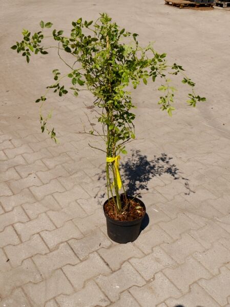 Rosa glauca (Wildrose/Hechtrose) Rotblättrige Rose, Strauch im Topf C2, 40–60 cm