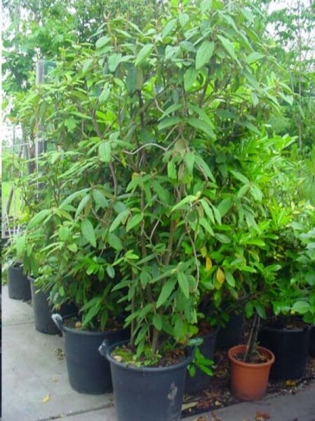 Runzelblättriger Schneeball (Viburnum rhytidophyllum) 175-200 cm C70, mehrtriebiger Strauch im Container mit grünen Blättern