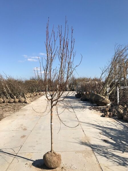 Prunus persica / Zwergpfirsich Halbstamm 16-18 StU m. Db., laubloser Jungbaum mit Stamm und verzweigter Krone, Ballenware