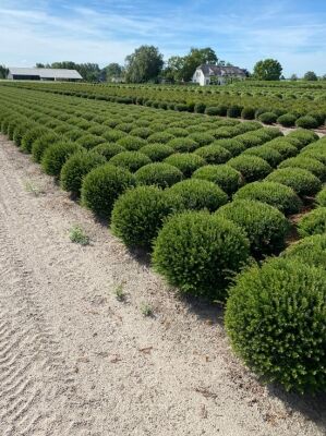 thuja wie oft düngen Thuja Dünger - Mineralischer NPK Flüssigdünger mit Stickstoff main image 1
