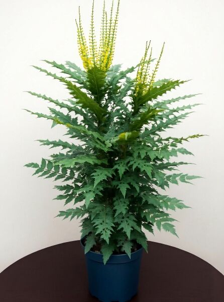 Mahonia bealei 'Hivernant' (Schmuckblatt-Mahonie) im Topf, 80–100 cm C20, mit gelben Blütenständen und gezacktem Laub
