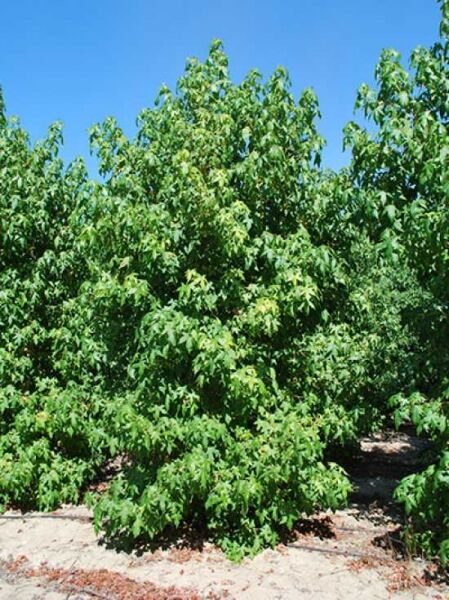Liquidambar styraciflua 'Golden Sun' / Amberbaum 'Golden Sun'