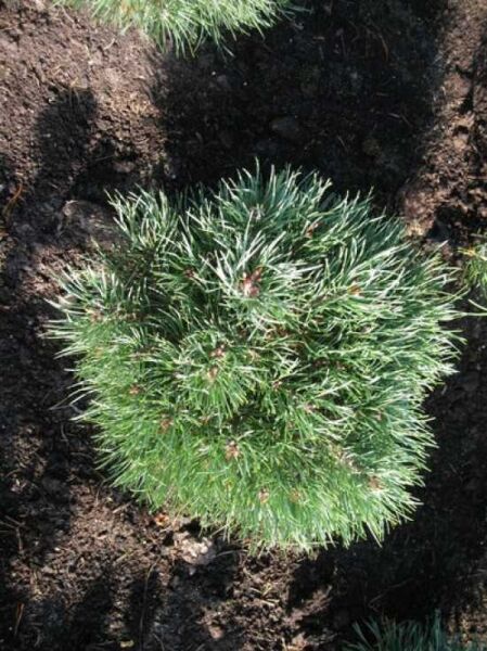 Pinus sylvestris 'Frensham' / Wald-Kiefer 'Frensham', 25–30 cm, m. B., kompakte Kiefer mit dichtem, grünem Nadelkleid.