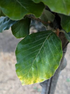 rosa gummibaum Ficus 'Belize' – Zimmerpflanze mit rosa-grünen Blättern, pflegeleicht und  optisch beeindruckend – Secret Garden Plant Shop main image 1