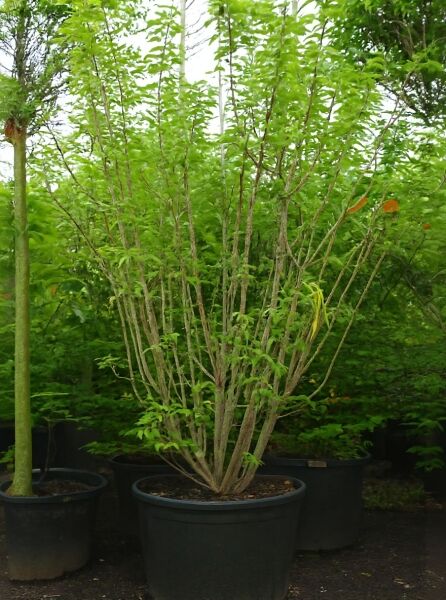 Prunus serrulata 'Kanzan' (Japanische Nelken-Kirsche/Japanische Blütenkirsche) 350-400 cm C150, mehrstämmig im Container