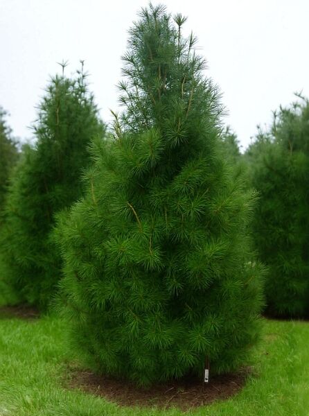 Sciadopitys verticillata (Schirm-Tanne) Solitär, ca. 300–350 cm, immergrüner Nadelbaum mit dichtem, kegelförmigem Wuchs