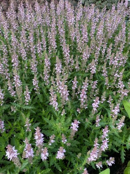 Salvia nemorosa 'Feathers Flamingo ®' / Steppen Salbei 'Feathers Flamingo ®'
