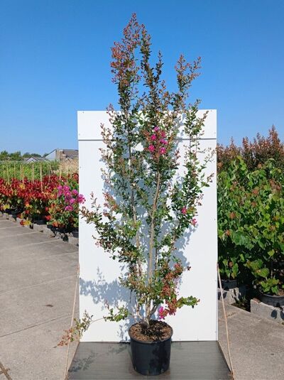 Flieder des Südens / Kreppmyrte ‘Violet d`été’® - Lagerstroemia `Violet d`été ‘®