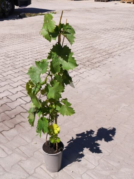 Vitis 'Glenora blau' / Weintraube 'Glenora', junge Weinrebe im Topf am Stab, mit grünen Weinblättern und Trieben.