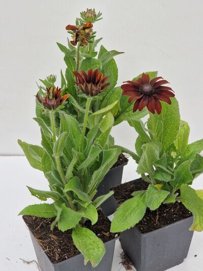 Rudbeckia hirta 'Autumn Colors' / Sonnenhut 'Autumn Colors' P11, Topfpflanze mit roten Blüten und grünen Blättern